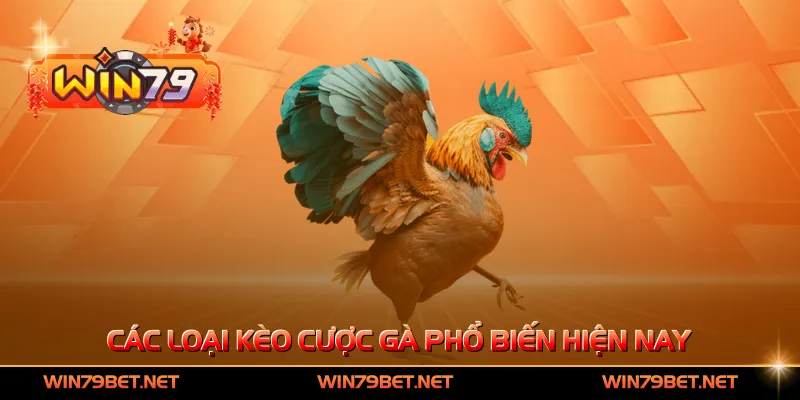 Các loại kèo cược gà phổ biến hiện nay