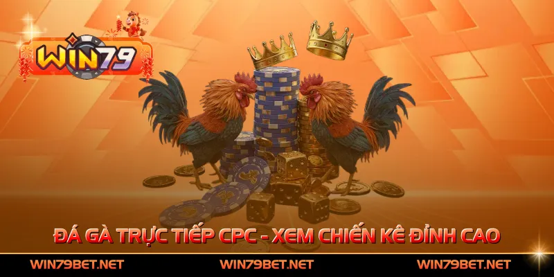 Đá Gà Trực Tiếp CPC - Xem Chiến Kê Đỉnh Cao Mỗi Ngày