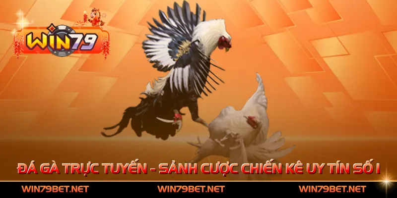 Đá Gà Trực Tuyến - Sảnh Cược Chiến Kê Uy Tín Số 1
