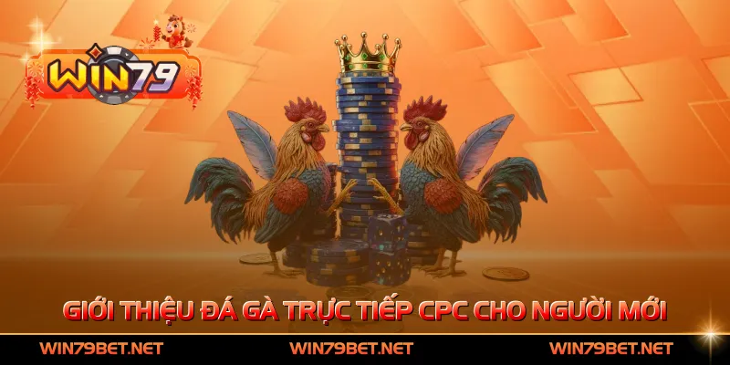 Giới thiệu đá gà trực tiếp CPC cho người mới