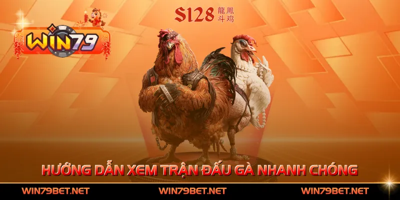 Hướng dẫn xem trận đấu gà nhanh chóng