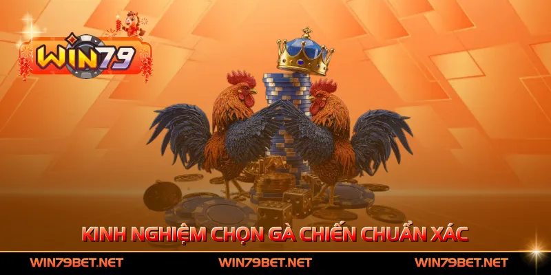 Kinh nghiệm chọn gà chiến chuẩn xác