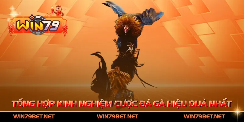 Tổng hợp kinh nghiệm cược đá gà hiệu quả nhất