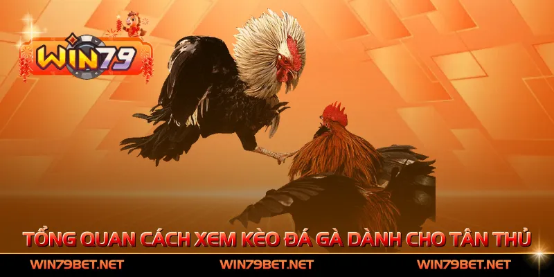 Tổng quan cách xem kèo đá gà dành cho tân thủ