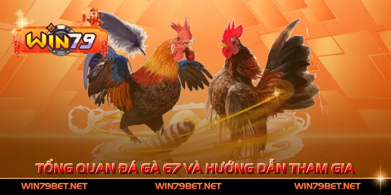 Tổng quan đá gà 67 và hướng dẫn tham gia